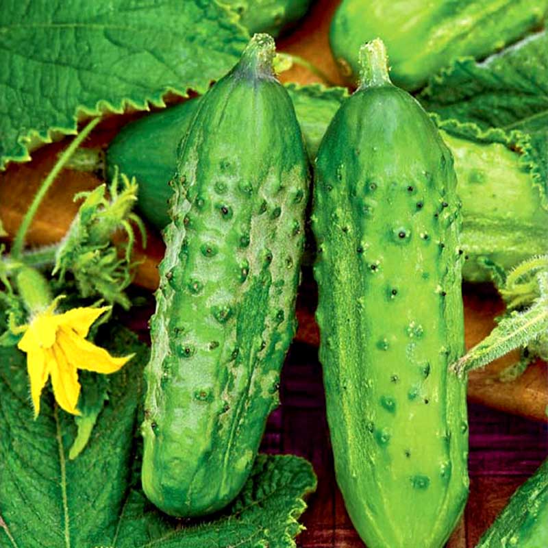 Outdoor Cucumber 'Vert petit de Paris'