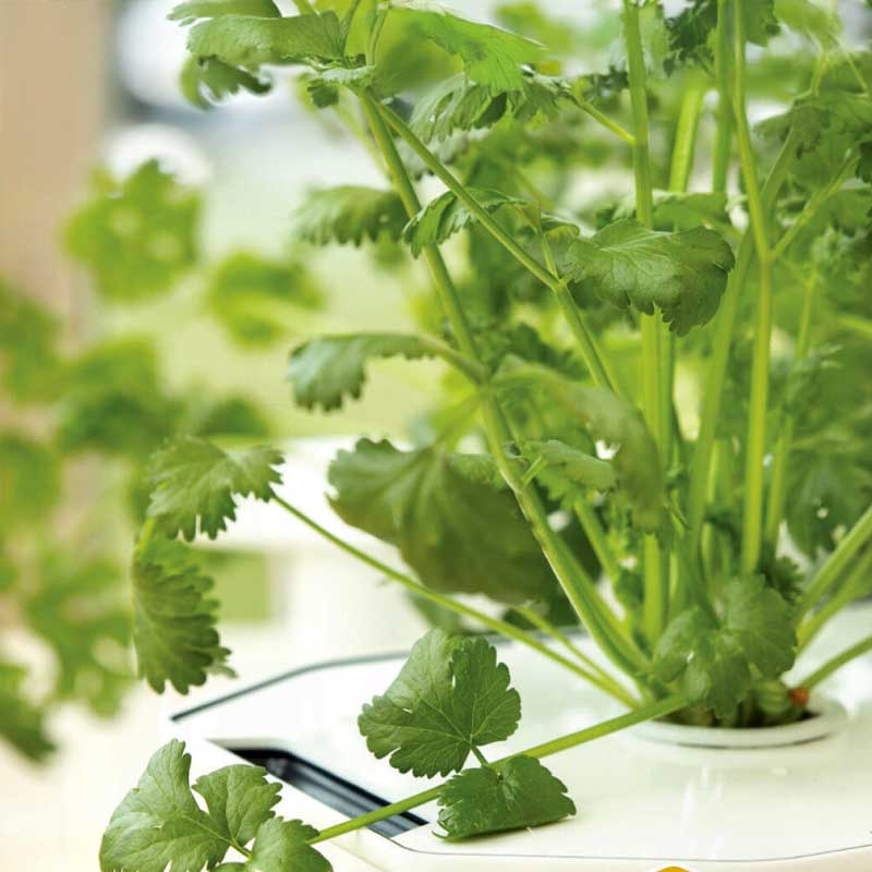 Coriander 'Cruiser'
