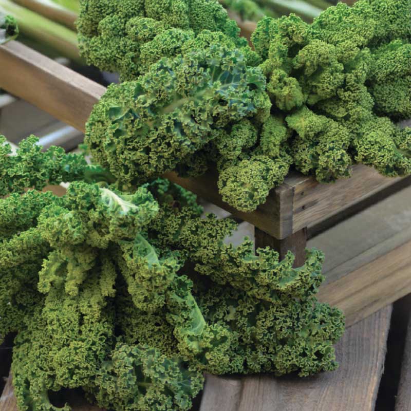 Kale 'Westlandse Winter'