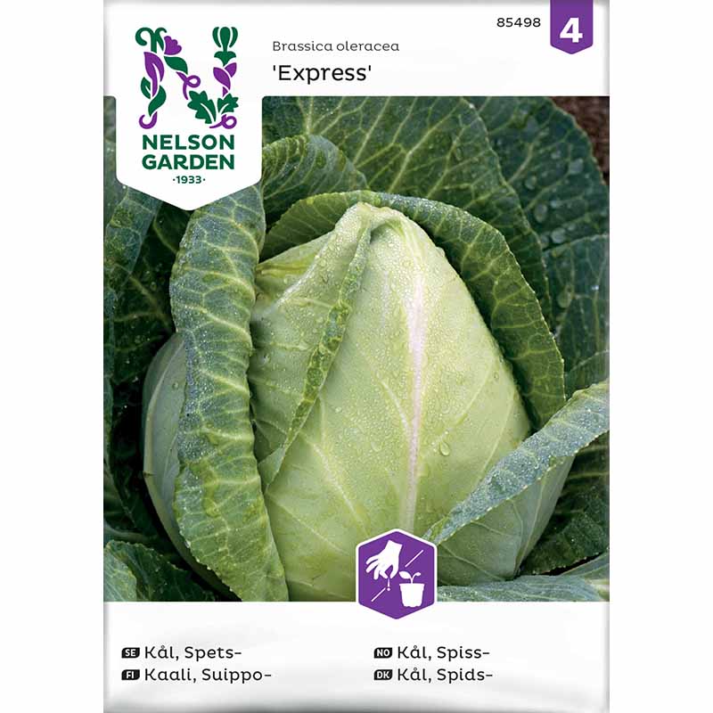 Pointed Cabbage 'Express'