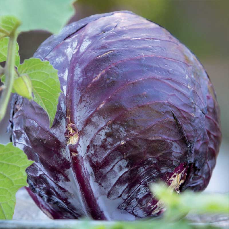 Red Cabbage 'Langedijker Bewaar 2' Organic