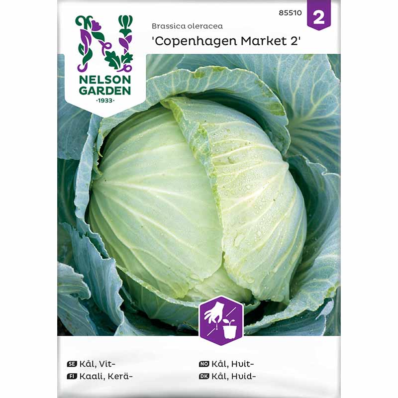 White Cabbage 'Copenhagen Market 2'