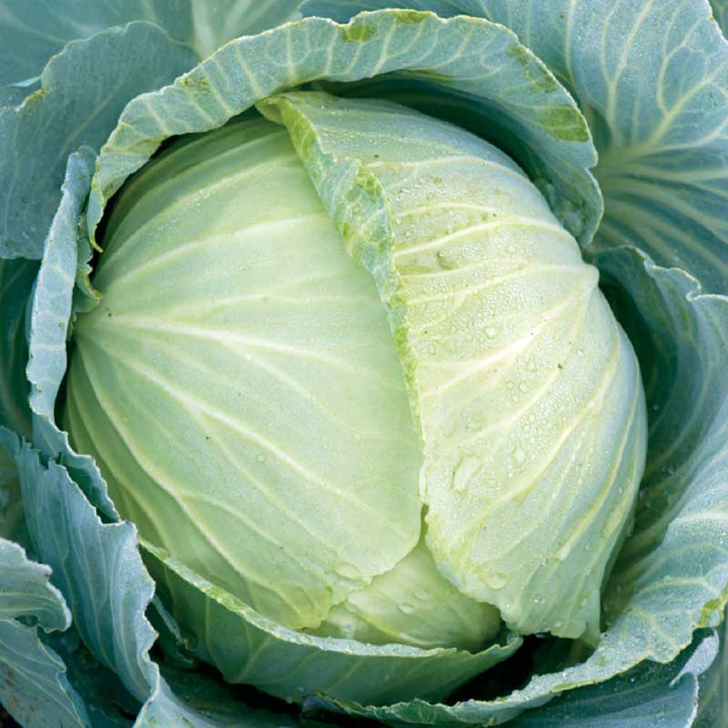 White Cabbage 'Copenhagen Market 2'