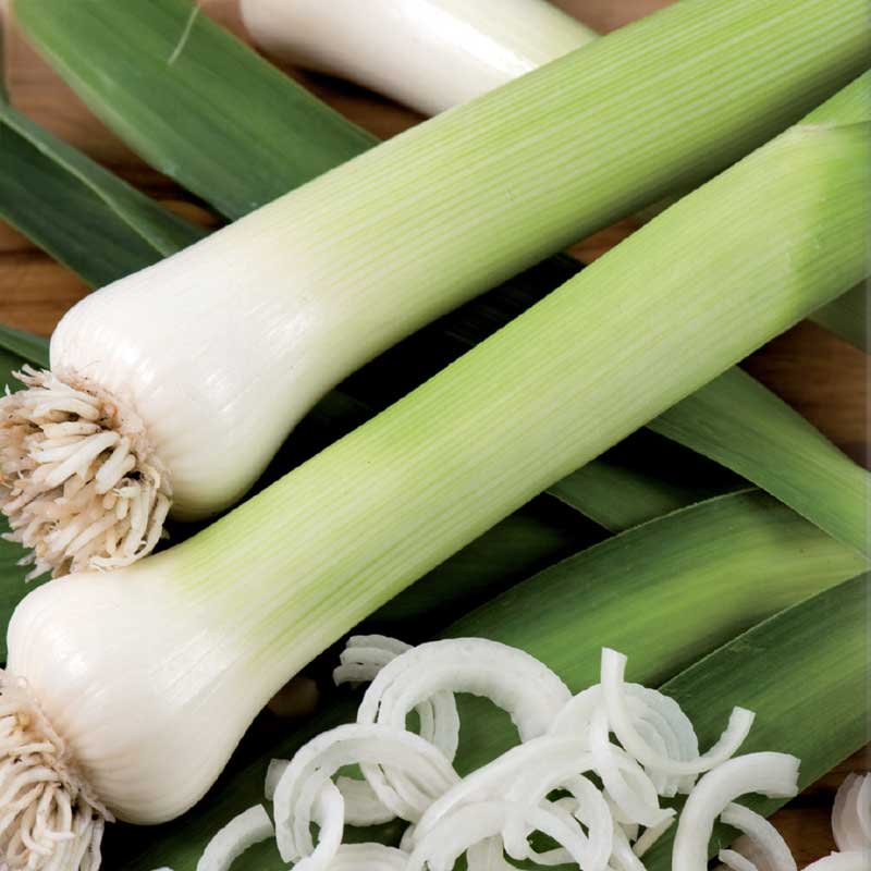 Leek 'Blaugrüner Winter'