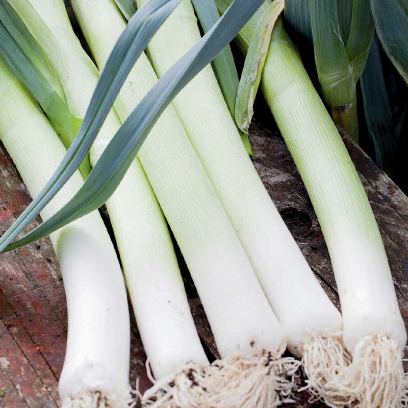 Leek 'Herfstreuzen 3'