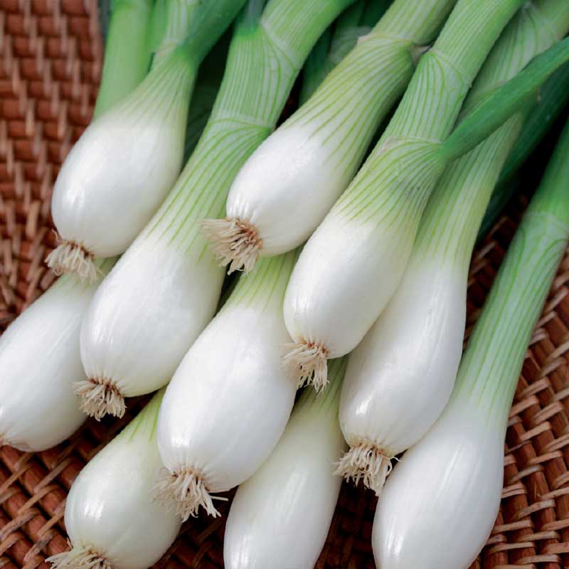 Spring Onion 'White Lisbon' Seed Tape