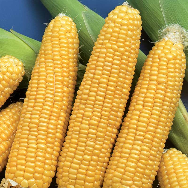 Sweet Corn 'Tasty Sweet' F1