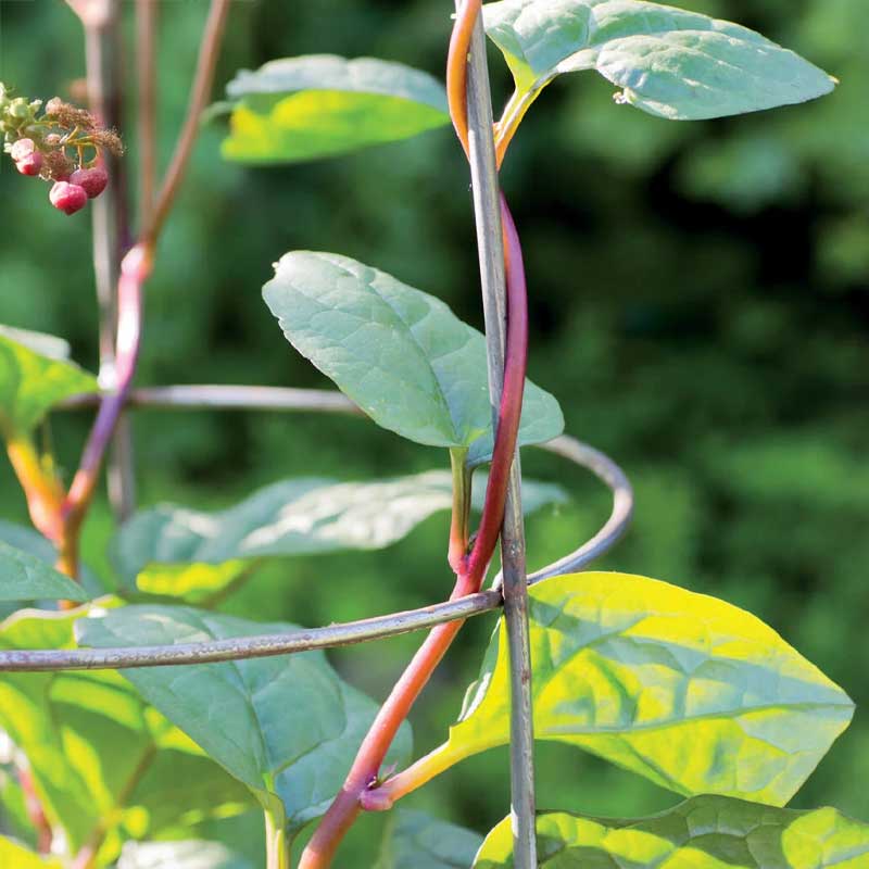 Red Malabar Spinach