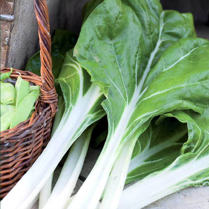 Chard 'Whity'