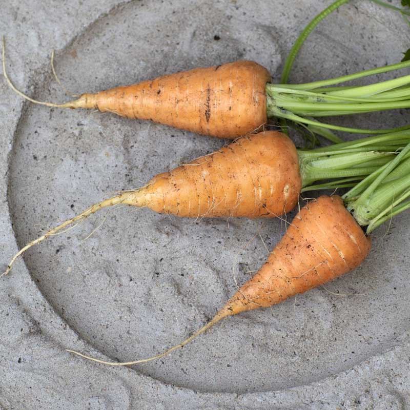 Summer Carrot 'Oxheart'