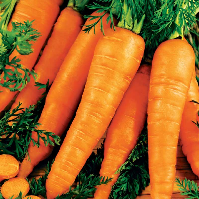 Winter Carrot 'Flakkée 2'