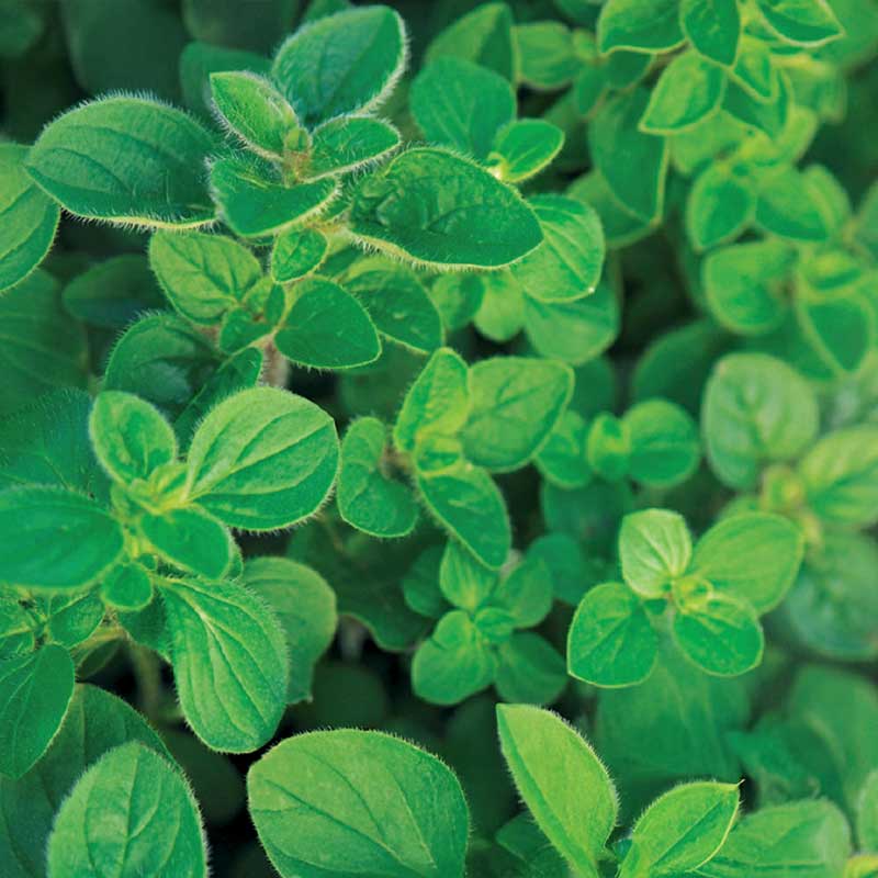 Greek Oregano