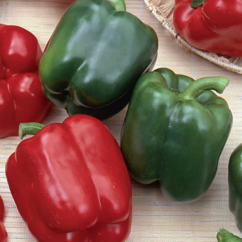 Pepper 'California Wonder'