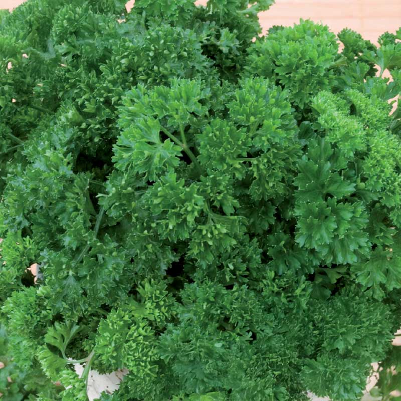 Parsley 'Moss Curled 2'