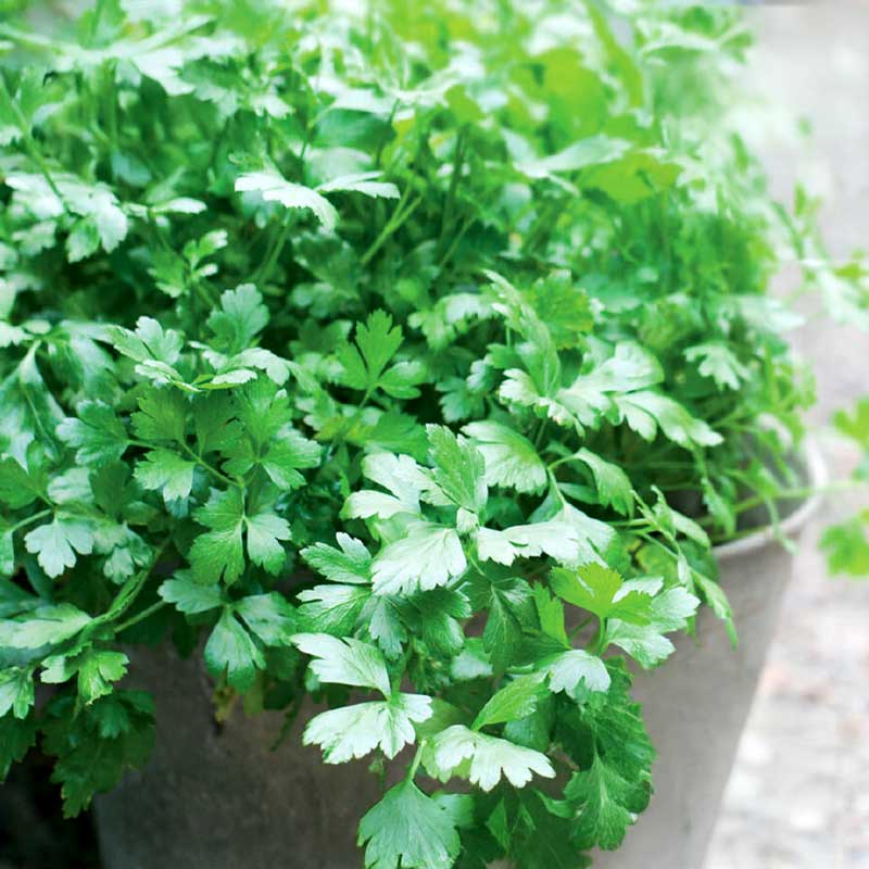 Leaf Parsley 'Gigante dItalia'