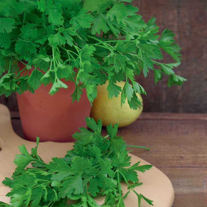 Flat-leaf Parsley 'Comun 3'