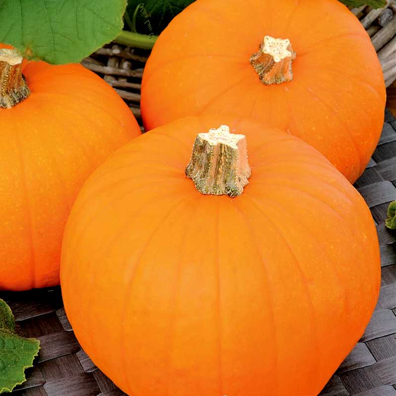 Mini Pumpkin 'Baby Bear'