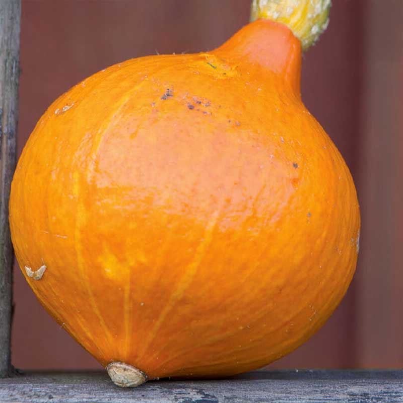 Giant Pumpkin 'Uchiki Kuri' Organic