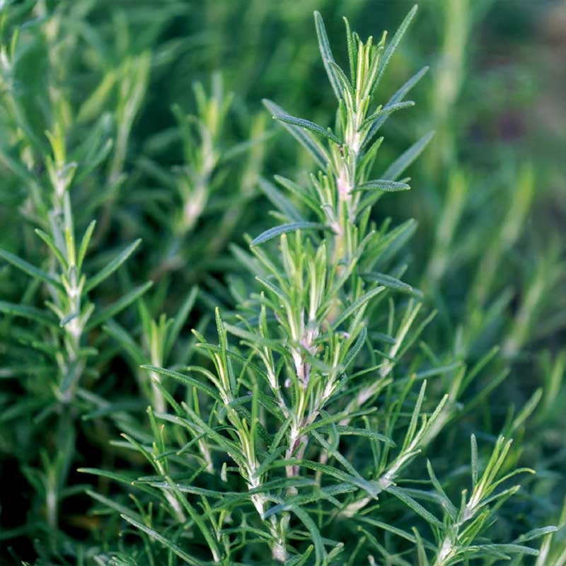 Rosemary