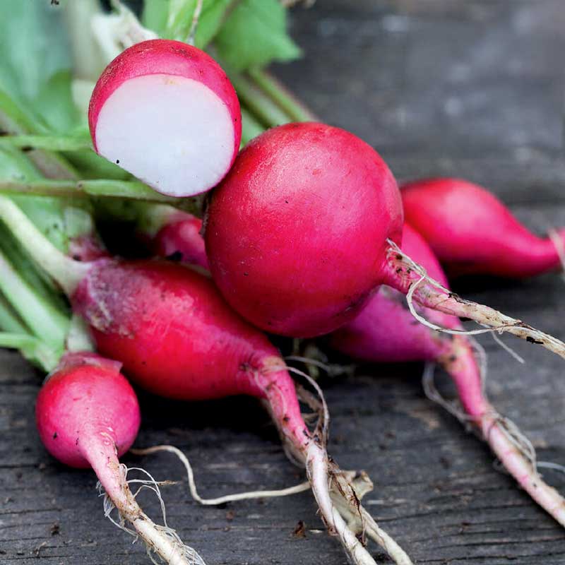 Radish 'Saxa 2' Organic