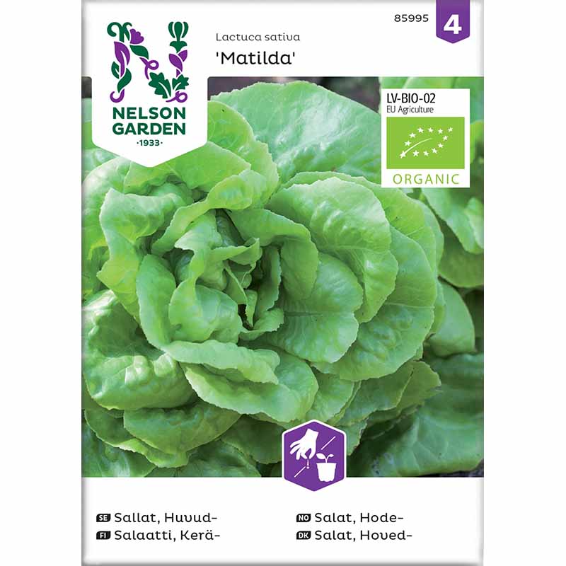 Butterhead Lettuce 'Matilda'