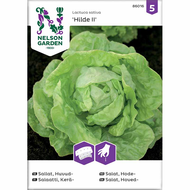 Head Lettuce 'Hilde II' Seed Tape