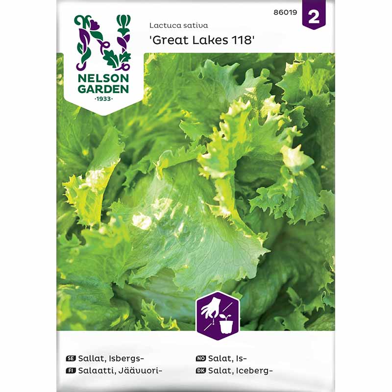 Iceberg Lettuce 'Great Lakes 118'