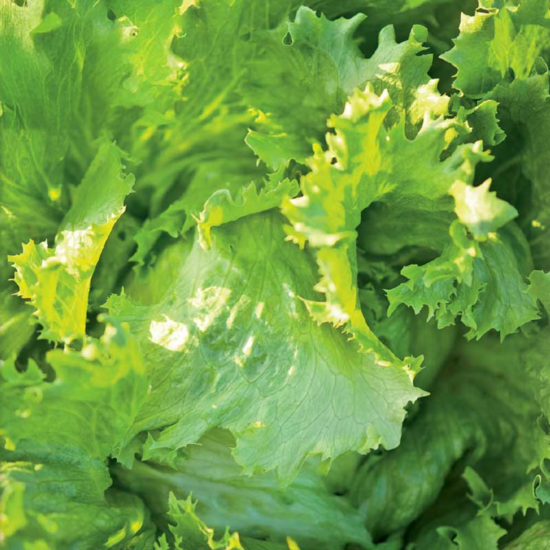 Iceberg Lettuce 'Great Lakes 118'