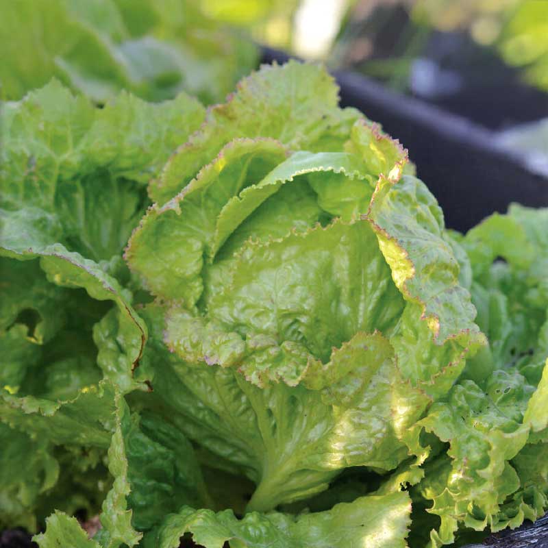 Iceberg Lettuce 'Grazer Krauthäuptel 2'