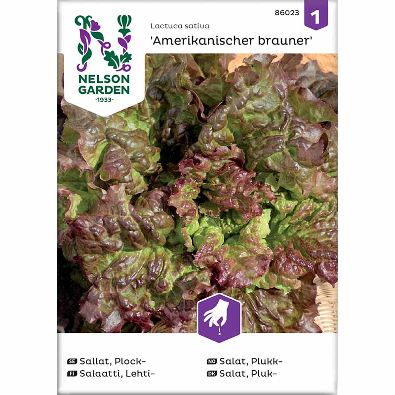 Looseleaf Lettuce 'Amerikanischer Brauner'
