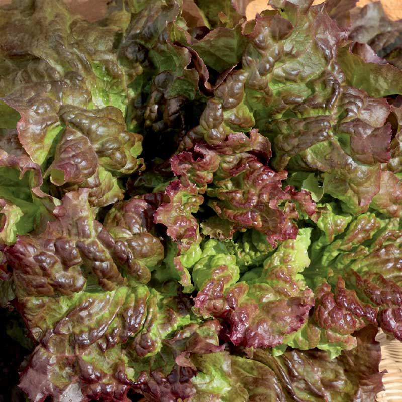 Looseleaf Lettuce 'Amerikanischer Brauner'