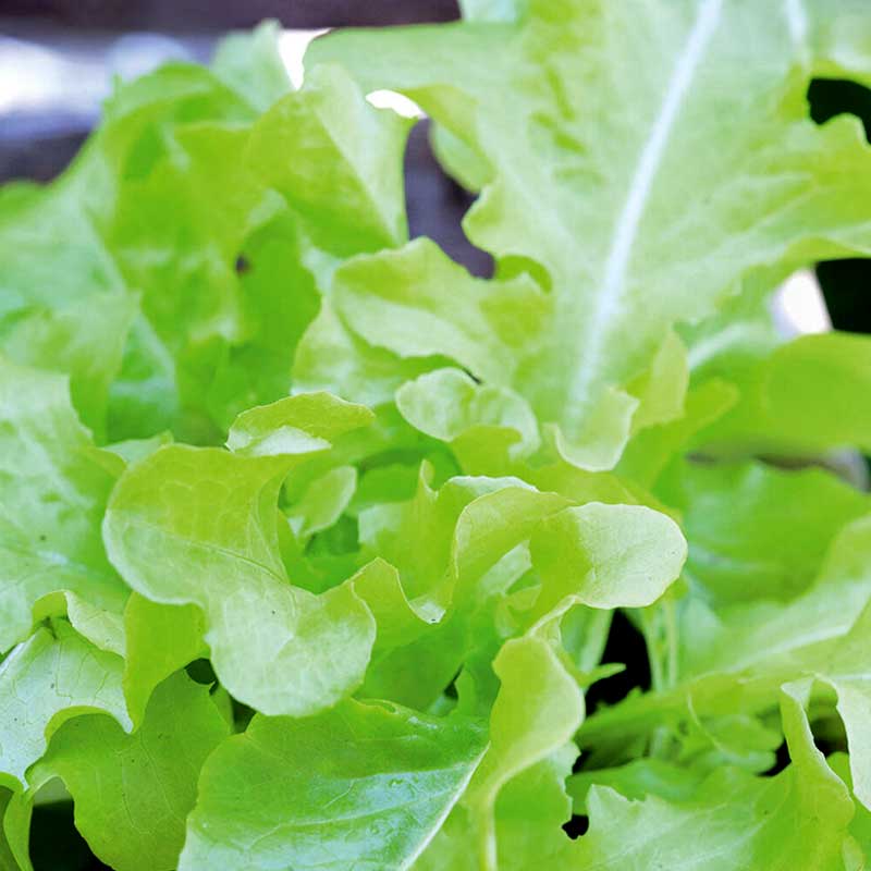 Loose leaf lettuce 'Plezir'