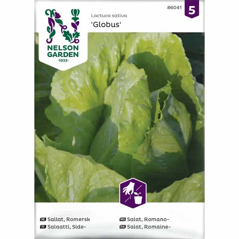 Romaine Lettuce 'Globus'