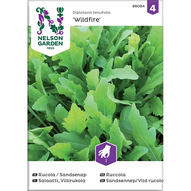 Arugula / Sand Mustard 'Wildfire'