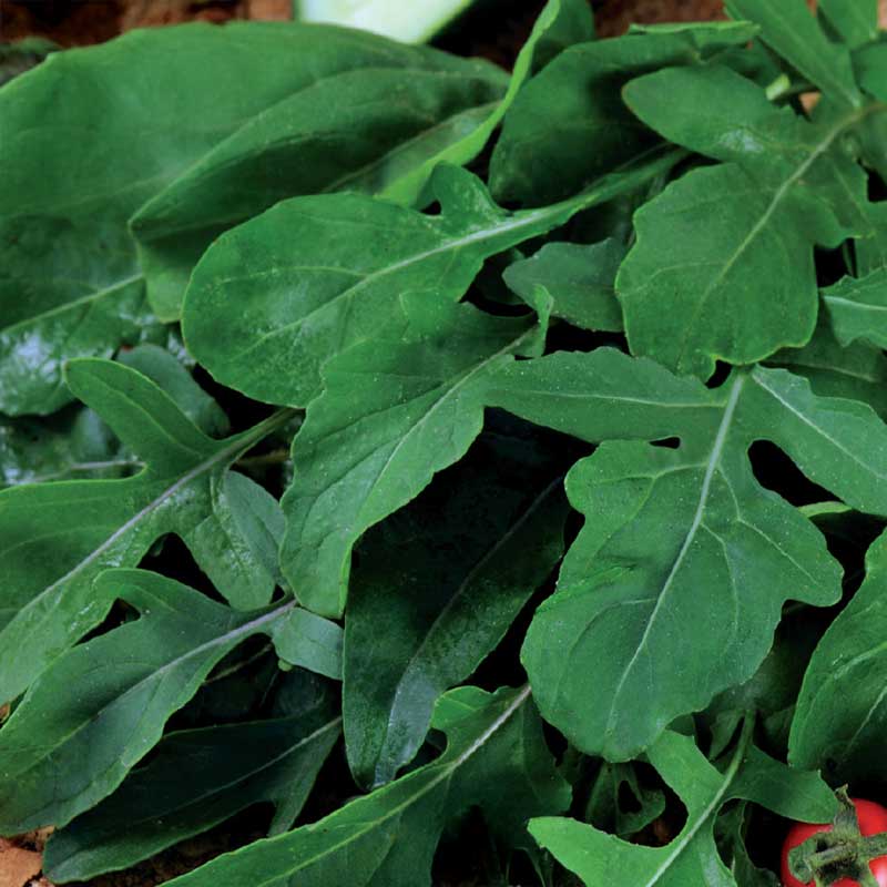 Arugula / Mustard Greens