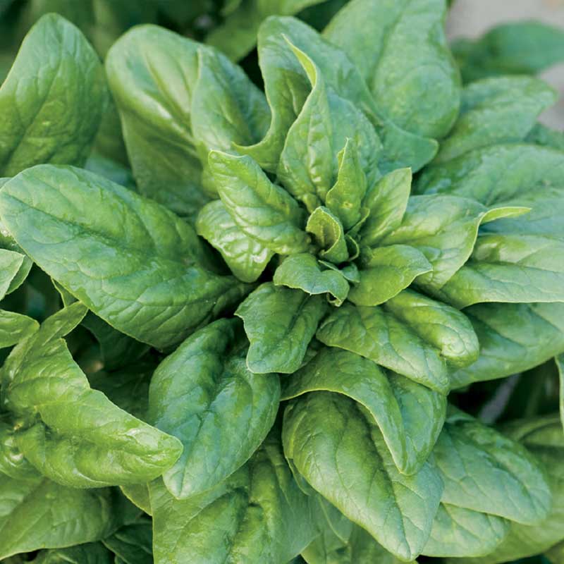 Spinach 'Matador'