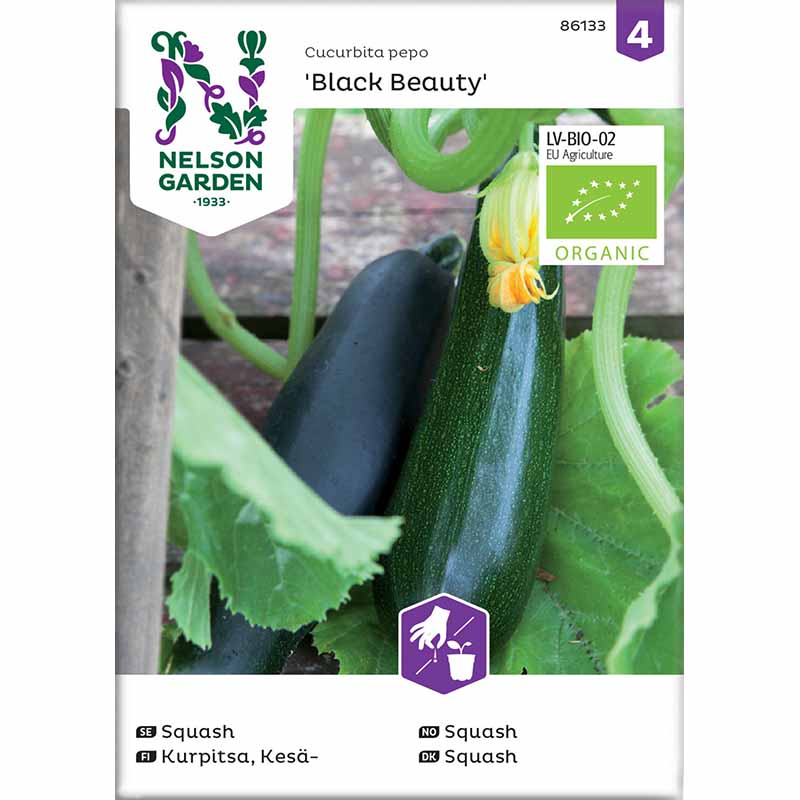 Squash / Summer Squash 'Black Beauty'