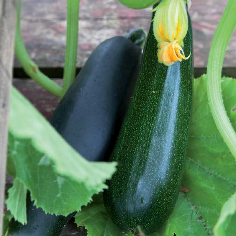 Squash / Summer Squash 'Black Beauty'