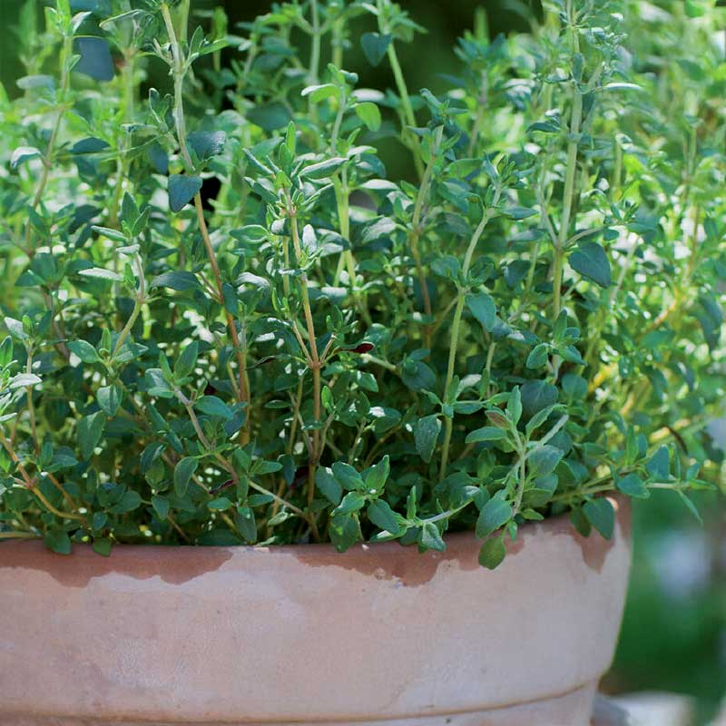 Winter Thyme 'German Winter'