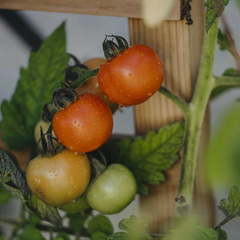 Tomato 'Bollstar Granda'