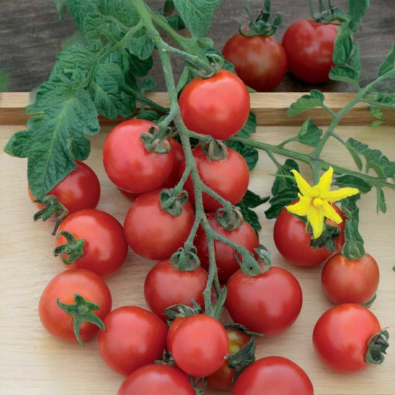 Tomato 'Gardener´s Delight'