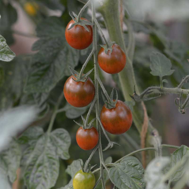 Tomato 'Bronzy' Organic