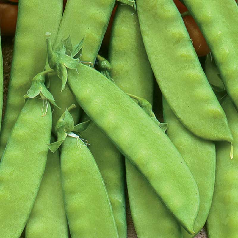 Sugar Pea 'Oregon Sugar Pod'