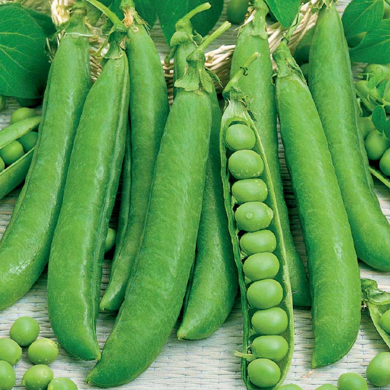 Shelling Pea 'Meteor'