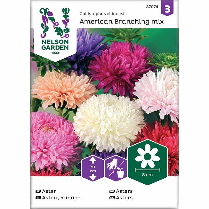 Bush Aster 'American Branching mix'