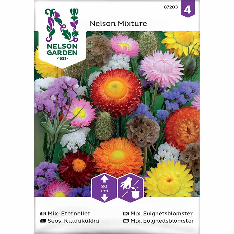 Everlasting Flowers 'Nelson Mixture'
