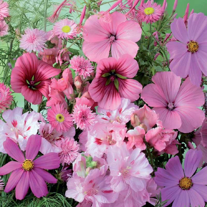 Summer Flowers 'Pink Shades'