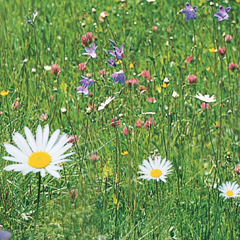 Meadow Flowers 'Nelson Mixture'