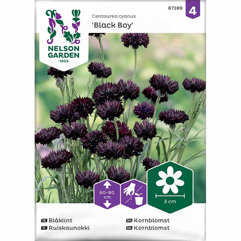 Cornflower 'Black Boy'