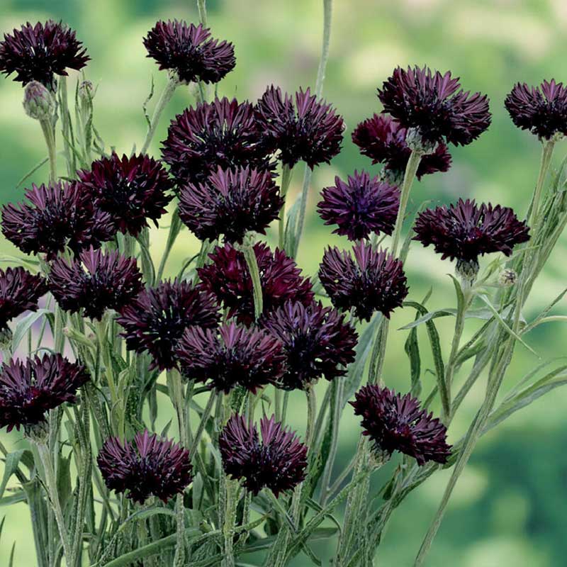 Cornflower 'Black Boy'
